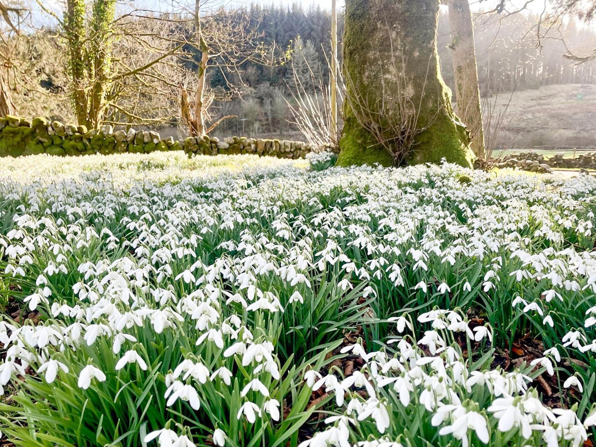 Mossdale Cottage Dalmellington Bagian luar foto
